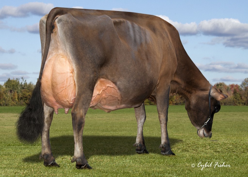 Embryos from one of the greatest Jersey cows!